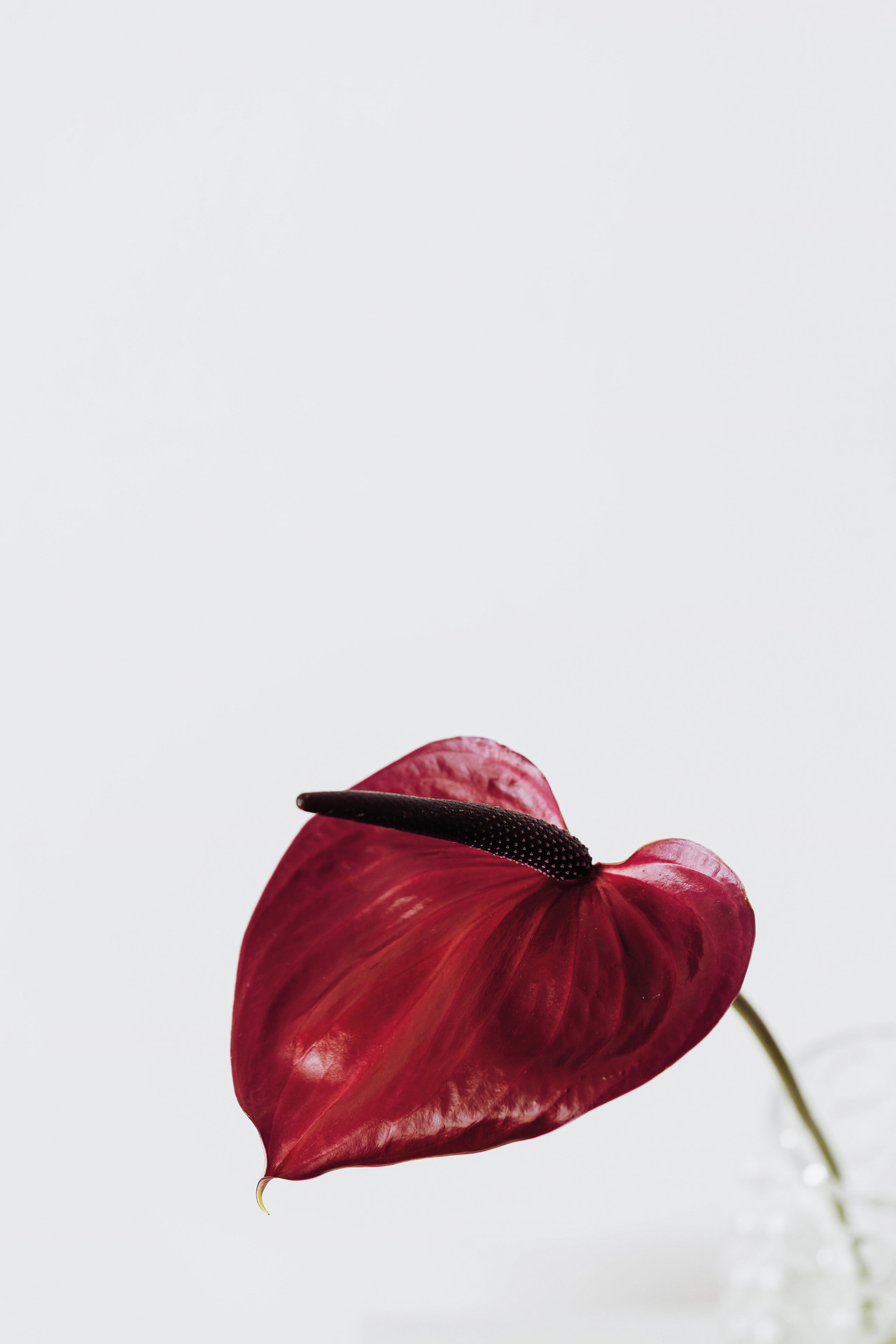 Cierre Tulip Armchair, view 5