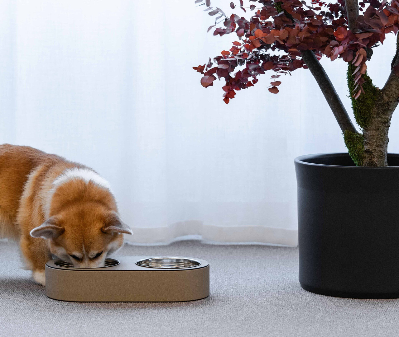 Pinetti Pet Bowl, view 7